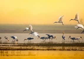 South India Wildlife Tour